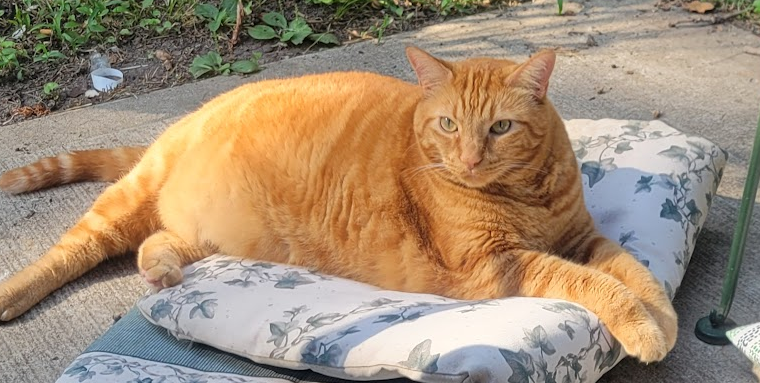 Eddie the Orangecat